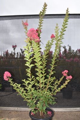 Indian Summer Crepe Myrtle Sioux